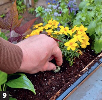 Växtvägg: Kom ihåg gödning Växtvägg: Kom ihåg gödning